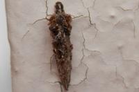 Taleporia tubulosa