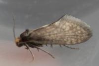 Taleporia tubulosa