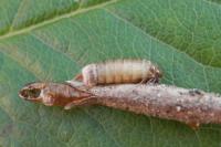 Taleporia tubulosa