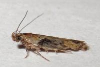 Scrobipalpa costella