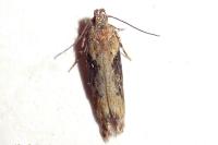 Scrobipalpa costella