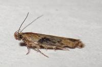 Scrobipalpa costella