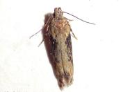 Scrobipalpa costella