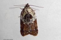 Acleris variegana