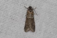 Tortricodes alternella