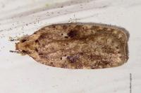 Agonopterix arenella