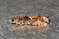 Epinotia immundana