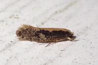 Monopis crocicapitella