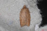 Acleris quercinana