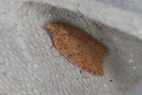 Acleris quercinana