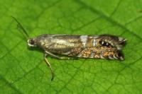 Glyphipterix thrasonella