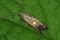 Glyphipterix thrasonella