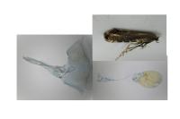 Glyphipterix thrasonella