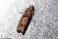 Epinotia immundana