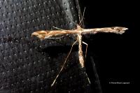 Amblyptilia acanthadactyla