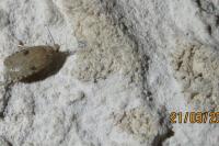 Agonopterix propinquella