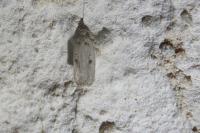 Agonopterix yeatiana