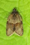 Syndemis musculana