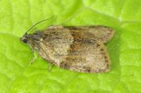 Syndemis musculana