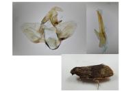 Syndemis musculana