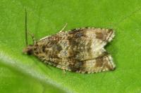 Celypha lacunana