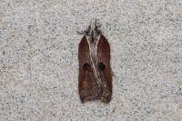 Acleris cristana