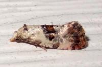 Neocochylis hybridella