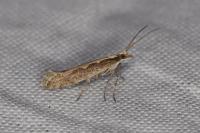 Plutella xylostella