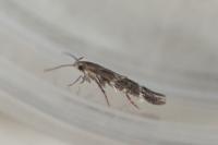 Mompha subbistrigella