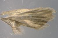 Agonopterix heracliana