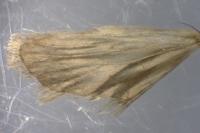 Agonopterix heracliana