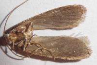 Agonopterix heracliana
