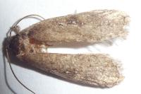 Agonopterix heracliana