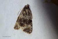 Celypha lacunana