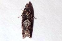 Epinotia immundana