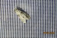 Diurnea fagella