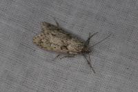 Diurnea fagella