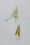 Niditinea fuscella