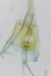 Niditinea fuscella