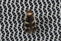 Oegoconia novimundi