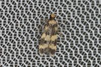 Oegoconia caradjai