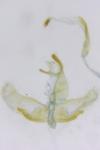 Oegoconia caradjai