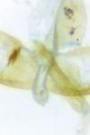 Oegoconia caradjai