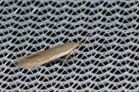 Coleophora adjunctella