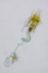 Coleophora adjunctella