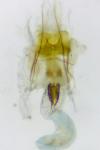 Coleophora adjunctella