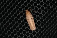 Platyedra subcinerea