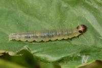 Archips rosana