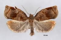 Archips rosana