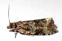 Celypha lacunana